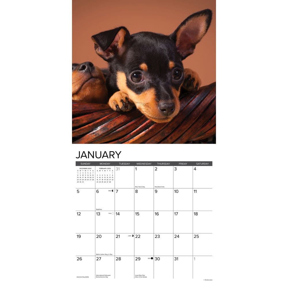 Just Miniature Pinschers 2025 Wall Calendar Second Alternate Image width="1000" height="1000"