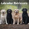 image Labrador Retrievers Photo 2025 Wall Calendar