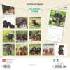 image Dachshund Puppies 2025 Wall Calendar