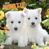 image West Highland White Terrier Pups 2024 Wall Calendar Main Product Image width=&quot;1000&quot; height=&quot;1000&quot;
