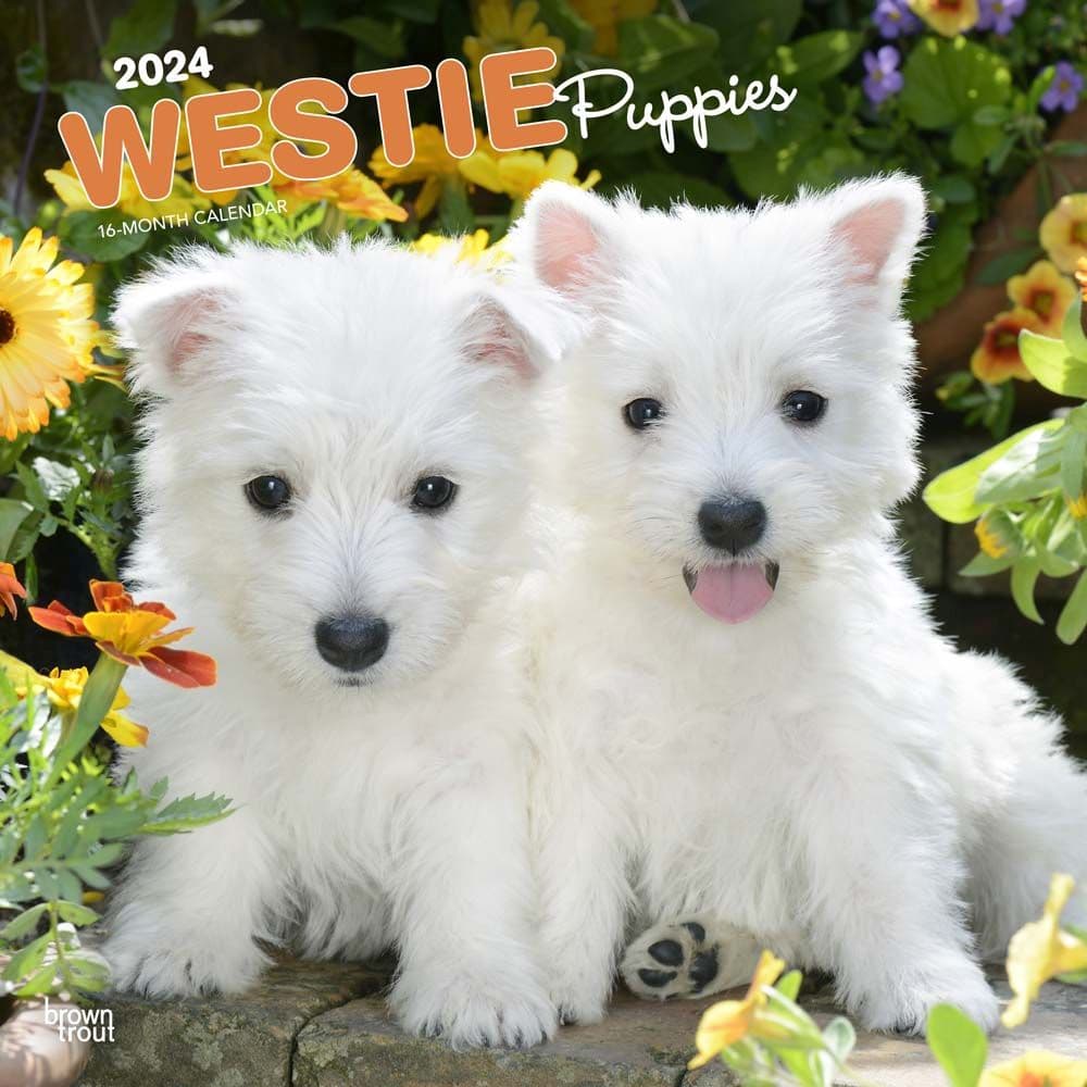 West Highland White Terrier Pups 2024 Wall Calendar Main Product Image width=&quot;1000&quot; height=&quot;1000&quot;