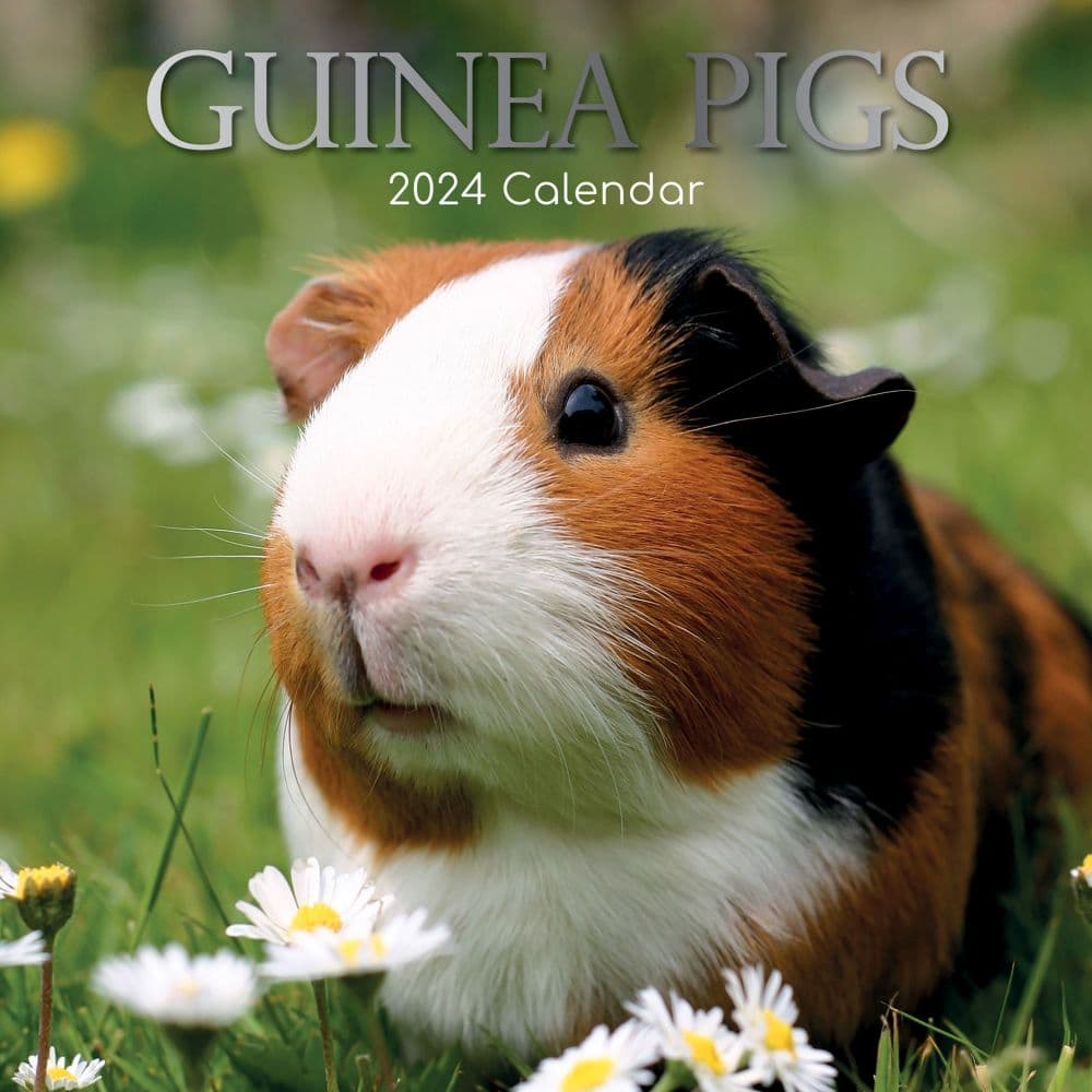 Guinea Pigs 2024 Wall Calendar Calendars Com   5d43ec15 435f 477d 8838 72dffb778cd6