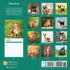 image Chihuahuas 2025 Wall Calendar First Alternate Image