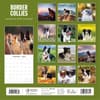 image Border Collies 2025 Wall Calendar Alt1