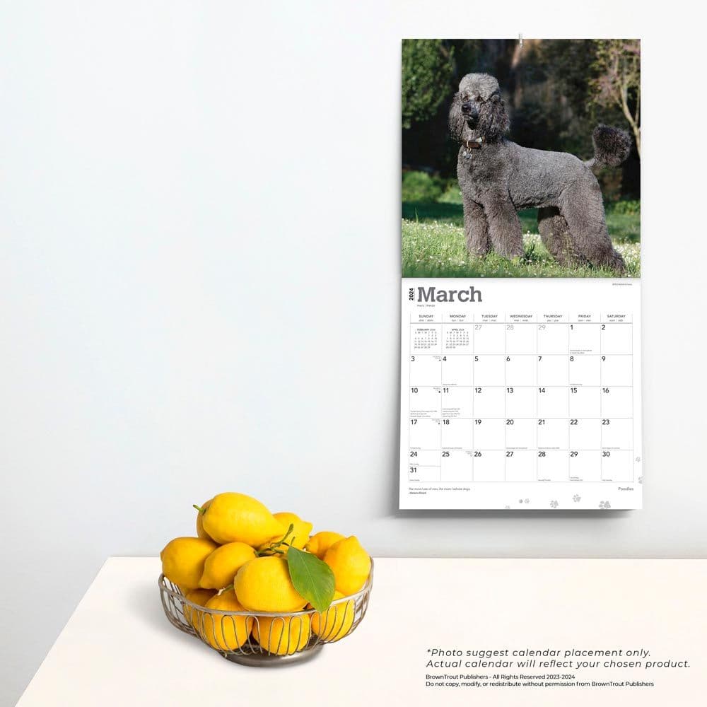 Poodles 2024 Wall Calendar