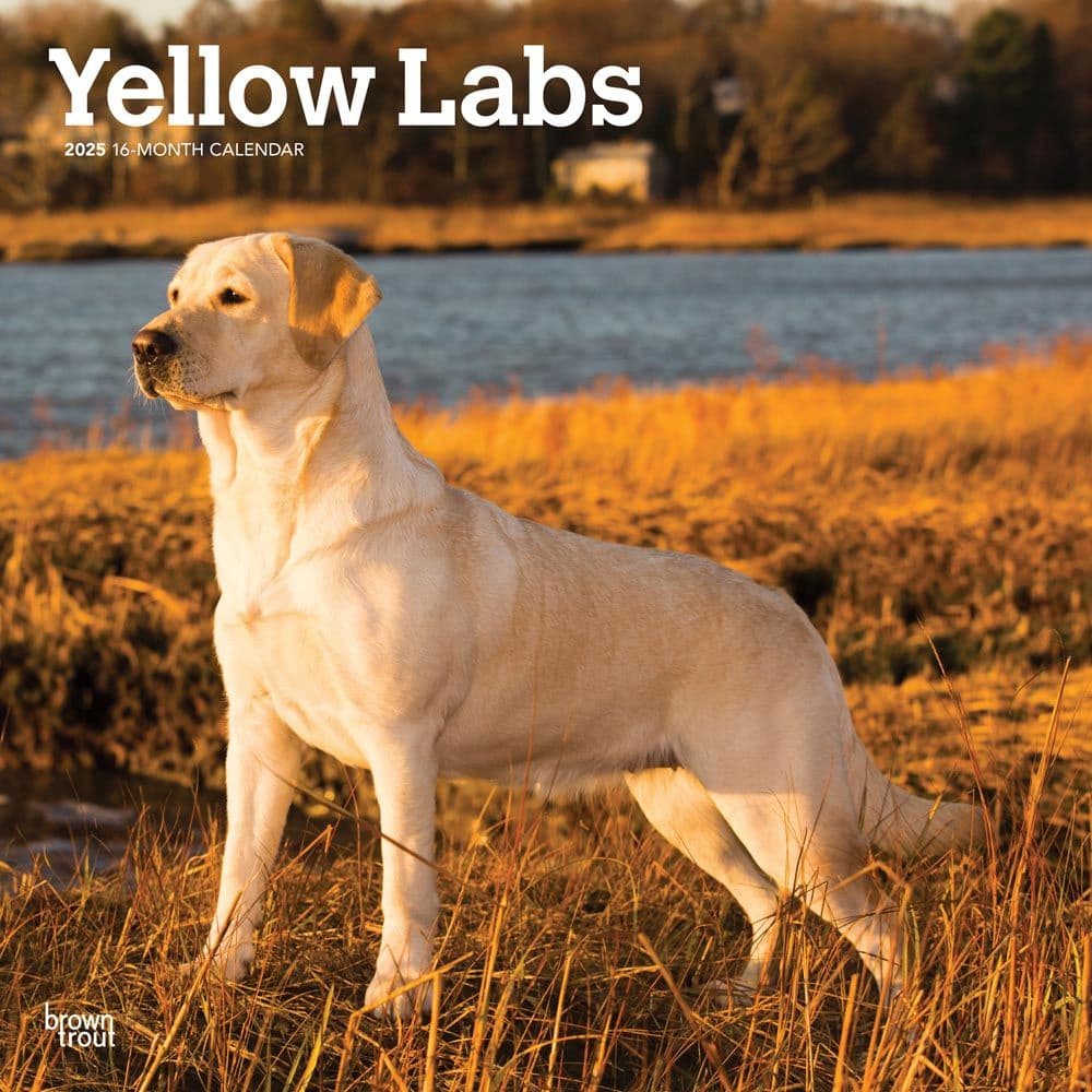 Yellow Lab Retriever 2025 Wall Calendar front cover