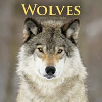 image Wolves Special Value 2026 Wall Calendar Main Image