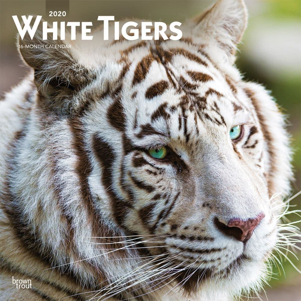 White Tigers Wall Calendar