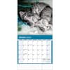 image Curious Kittens 2024 Mini Wall Calendar Second Alternate Image width=&quot;1000&quot; height=&quot;1000&quot;