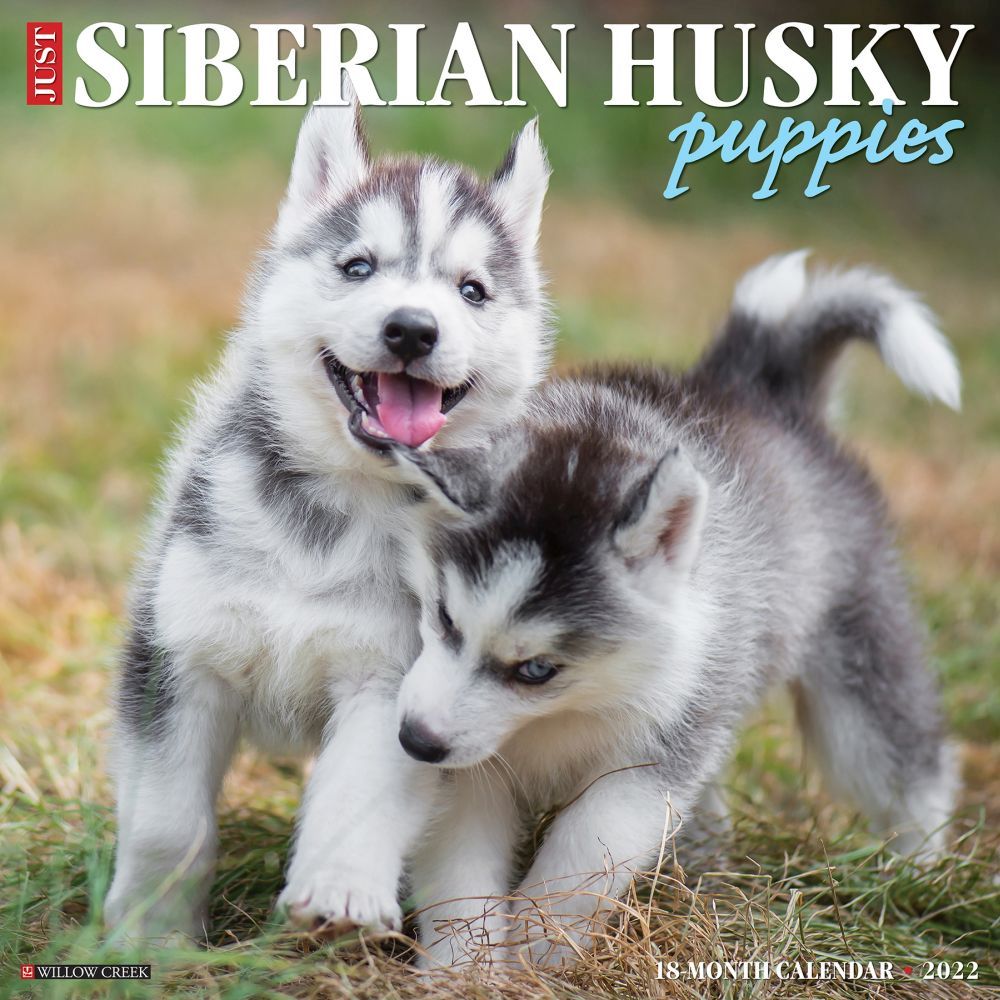 Siberian Husky Puppies 2022 Wall Calendar