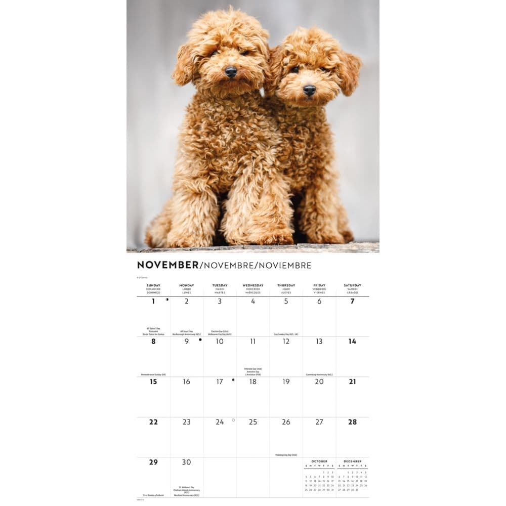 Poodles 2026 Wall Calendar Fourth Alternate Image