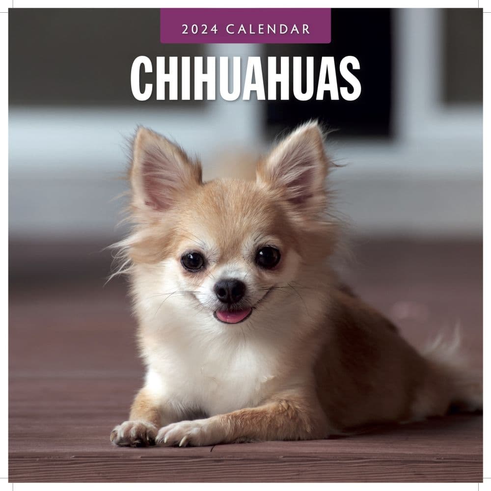 Chihuahuas 2024 Wall Calendar - Calendars.com