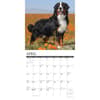 image Just Bernese Mountain Dogs 2025 Wall Calendar