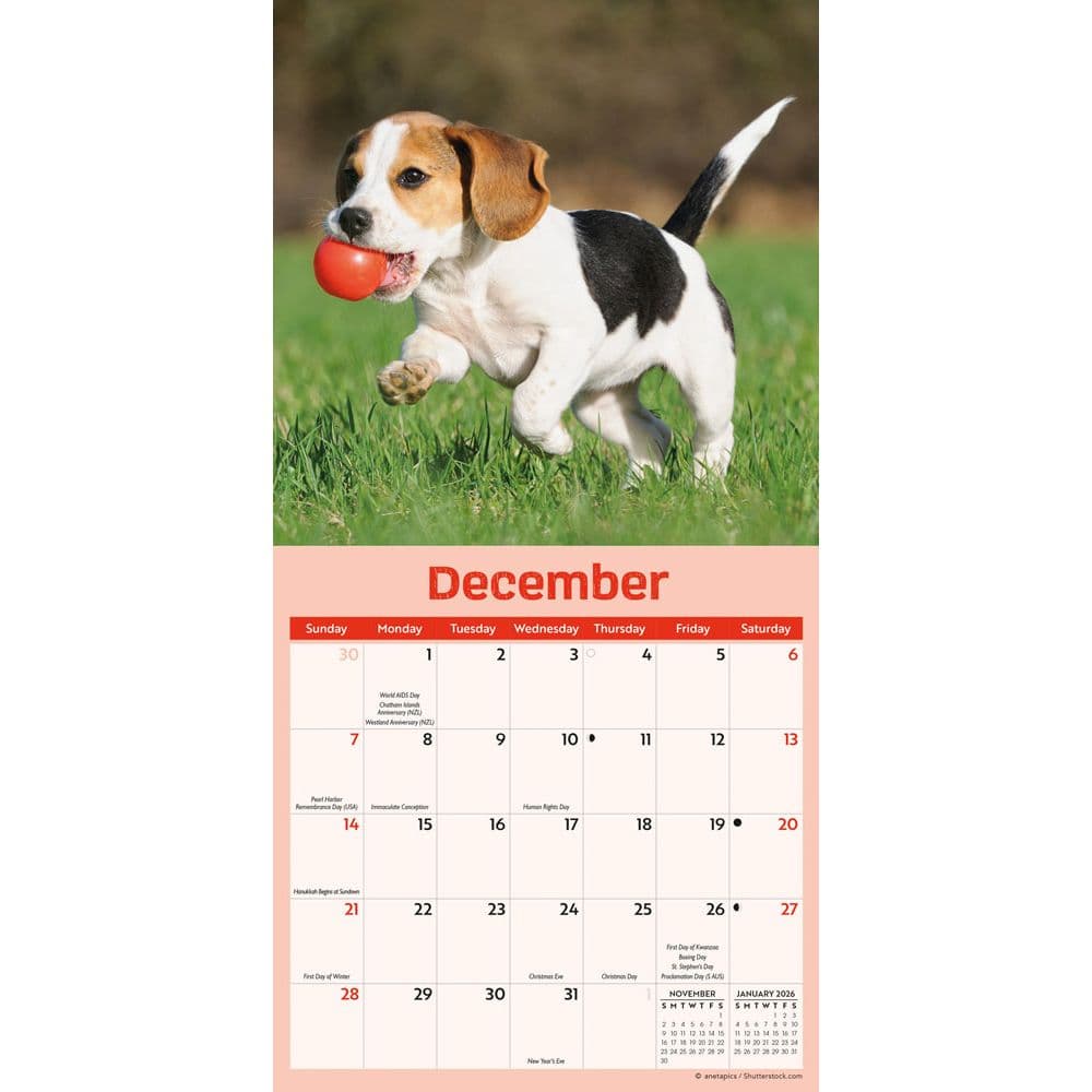 Playful Puppies 2025 Mini Wall Calendar Fourth Alternate Image width=&quot;1000&quot; height=&quot;1000&quot;