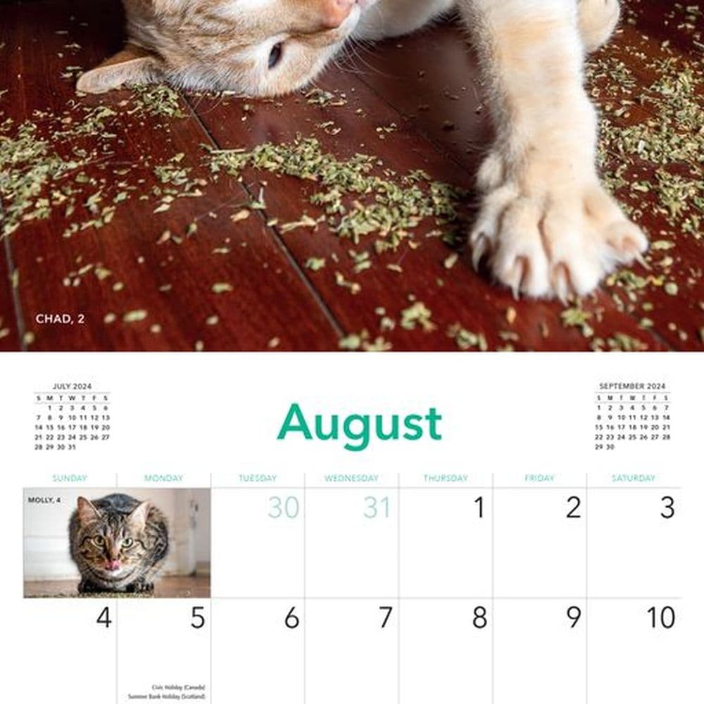 Cats on Catnip 2024 Wall Calendar