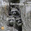 image Baby Raccoons 2025 Wall Calendar Main Image