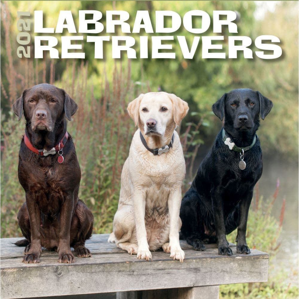 Labrador Retrievers Wall Calendar