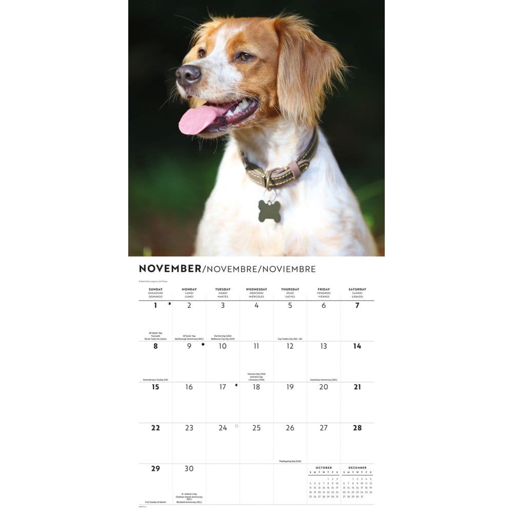 Brittanys 2026 Wall Calendar Fourth Alternate Image