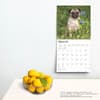 image Pugs 2025 Wall Calendar Fourth Alternate Image