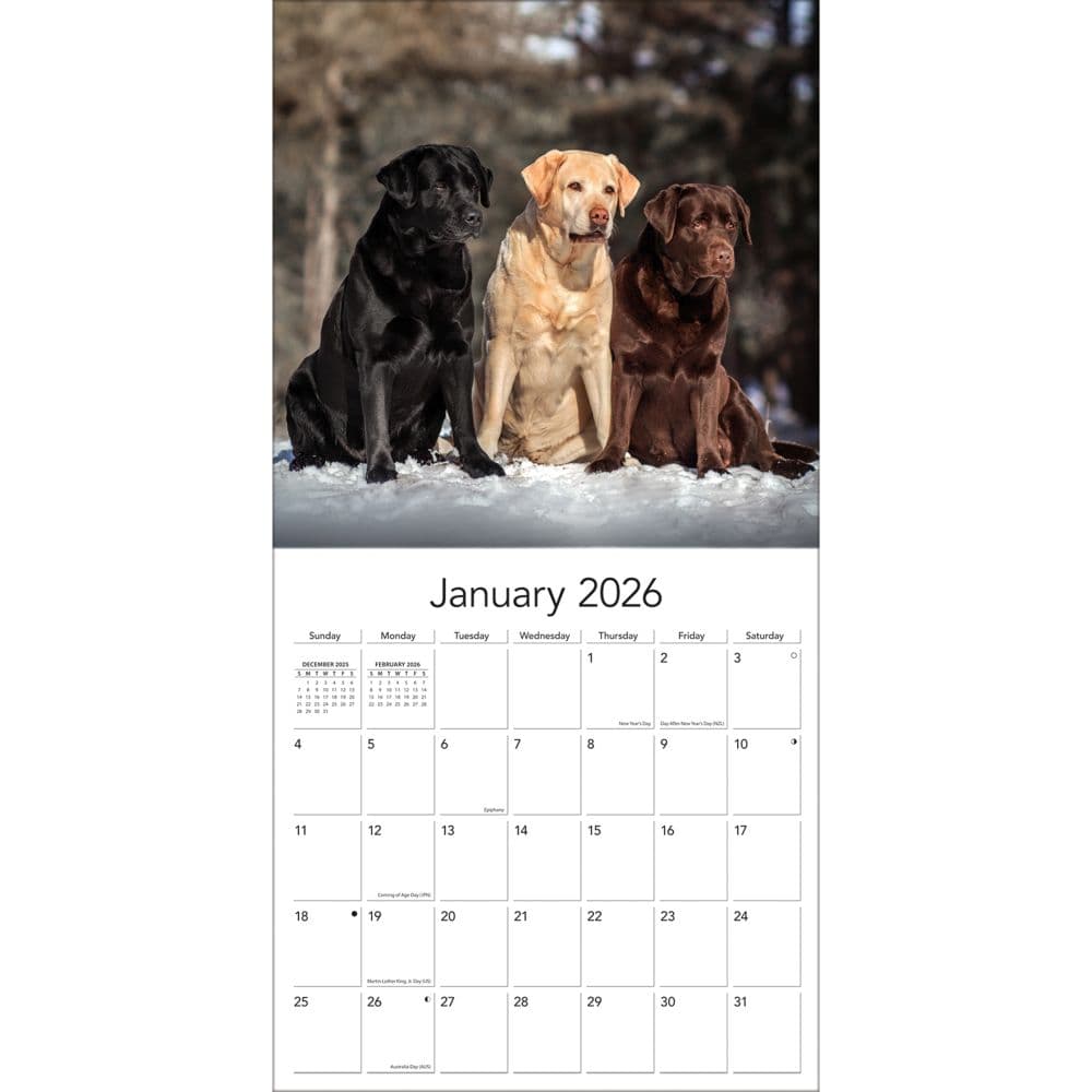 Labrador Retreivers Photo 2026 Wall Calendar_ALT3