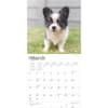 image Chihuahua Puppies 2025 Wall Calendar Second Alternate Image width=&quot;1000&quot; height=&quot;1000&quot;