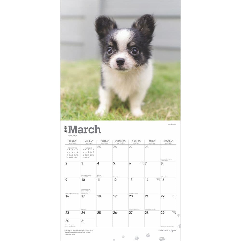 Chihuahua Puppies 2025 Wall Calendar Second Alternate Image width=&quot;1000&quot; height=&quot;1000&quot;