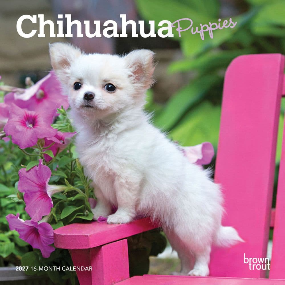 Chihuahua Puppies 2027 Mini Wall Calendar Main Product Image