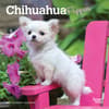 image Chihuahua Puppies 2027 Mini Wall Calendar Main Product Image