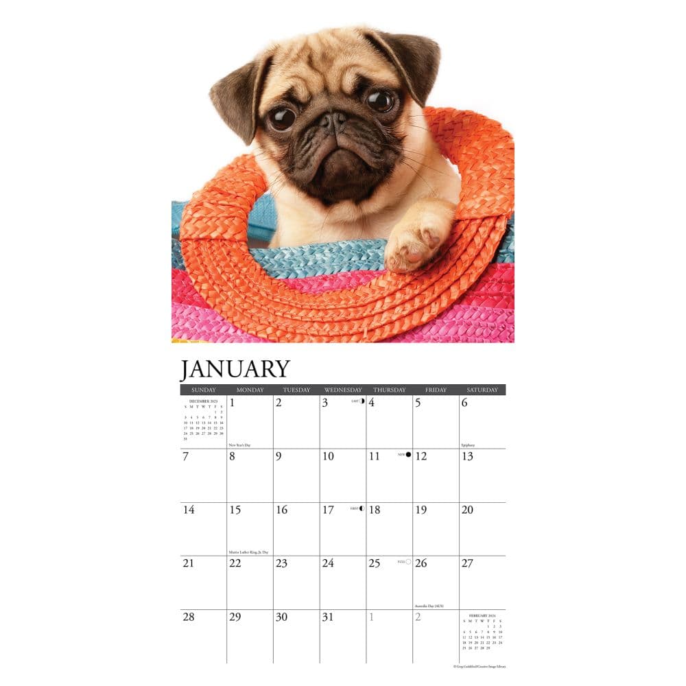 Just Pug Puppies 2025 Wall Calendar