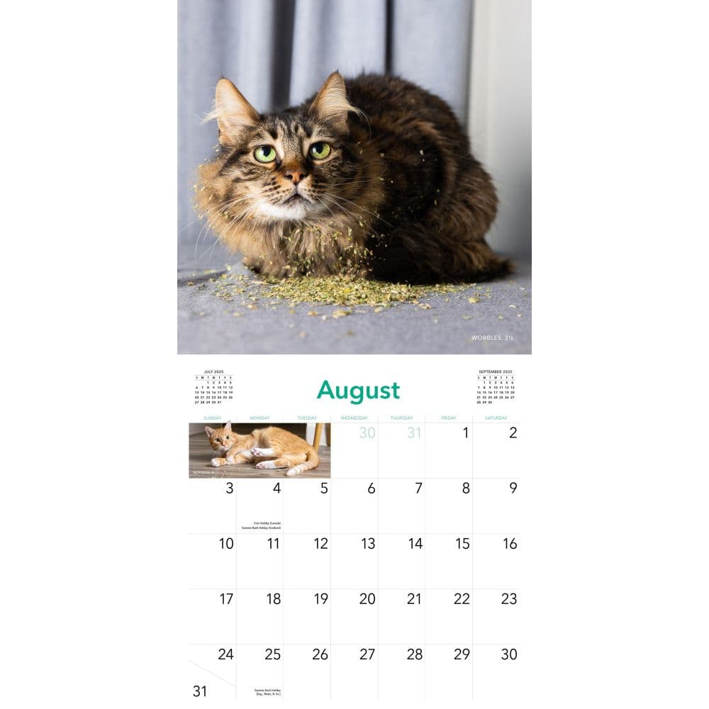 Cats on Catnip 2025 Wall Calendar Second Alternate Image width=&quot;1000&quot; height=&quot;1000&quot;