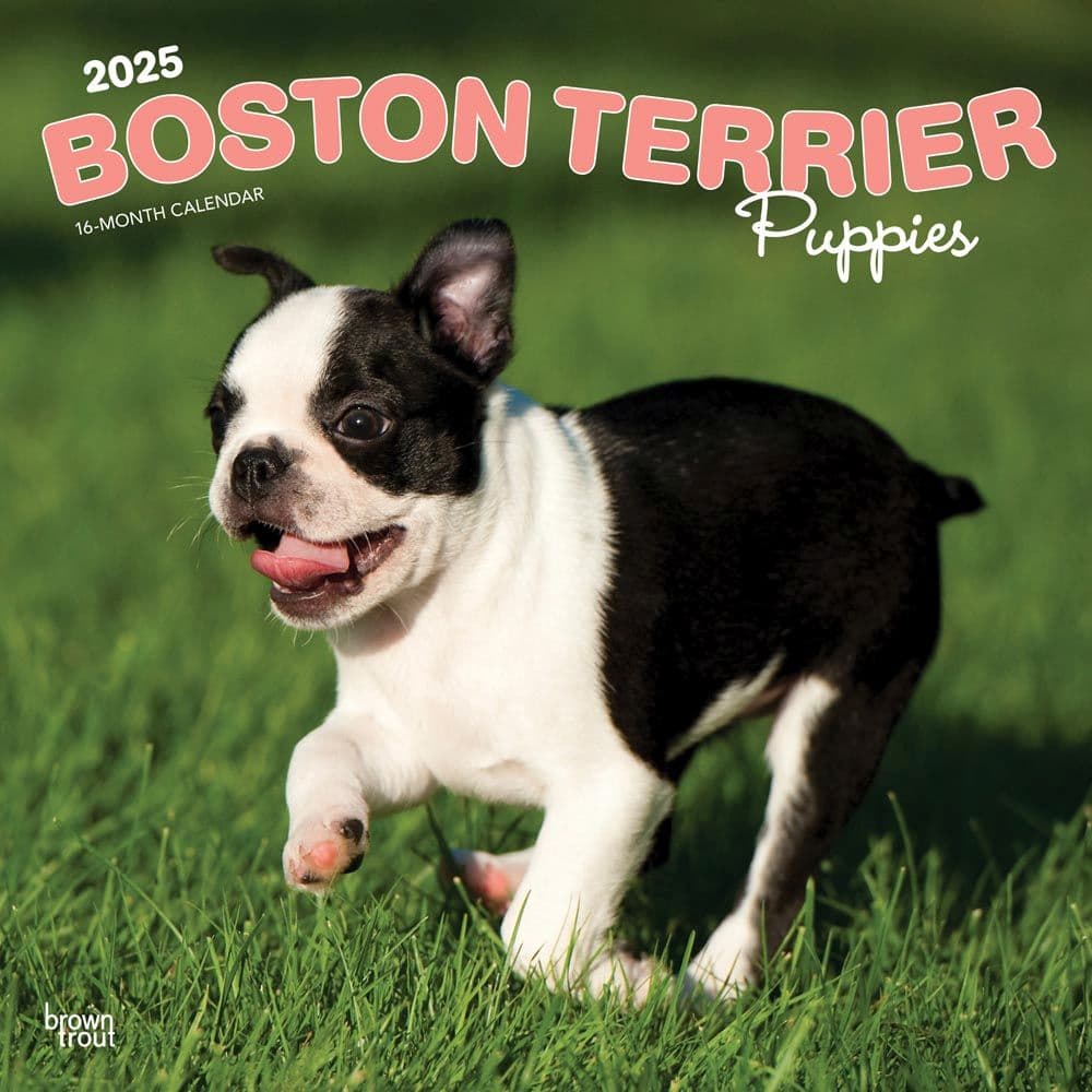 Boston Terrier Puppies 2025 Wall Calendar