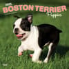 image Boston Terrier Puppies 2025 Wall Calendar Main Product Image width=&quot;1000&quot; height=&quot;1000&quot;