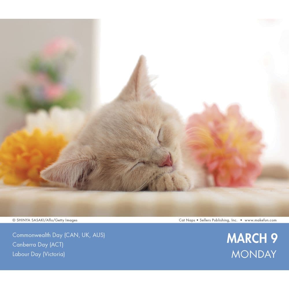 Cat Naps 2026 Desk Calendar Third Alternate Image
