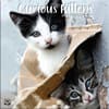 image Curious Kittens 2024 Mini Wall Calendar Main Product Image width=&quot;1000&quot; height=&quot;1000&quot;