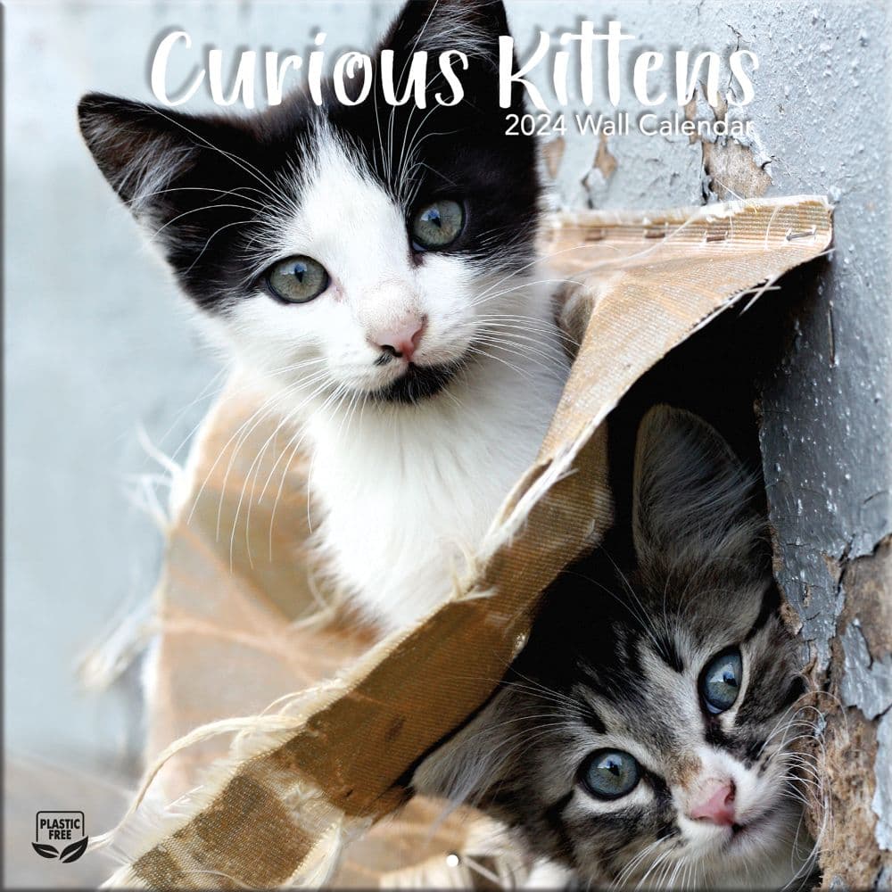 Curious Kittens 2024 Mini Wall Calendar Main Product Image width=&quot;1000&quot; height=&quot;1000&quot;