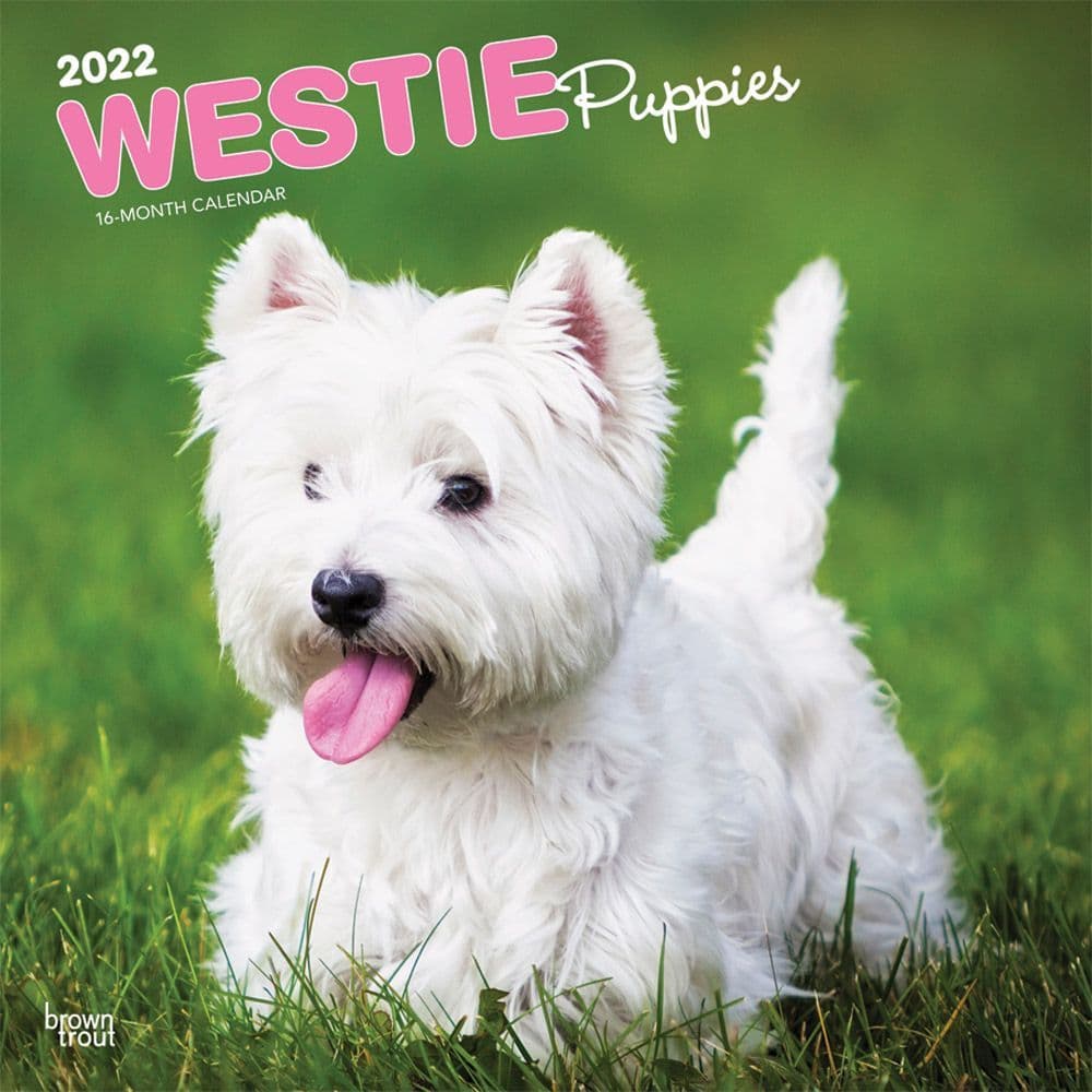West Highland White Terrier Puppies 2022 Wall Calendar
