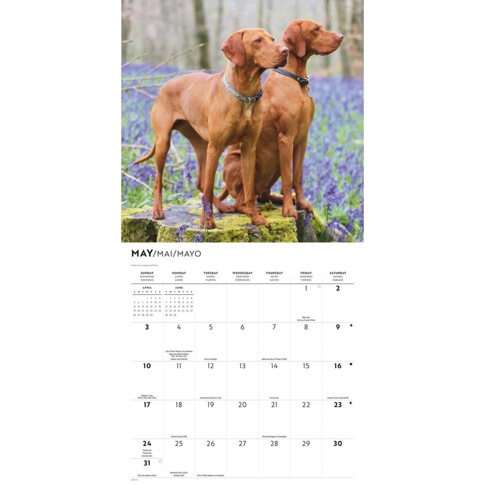 Vizslas 2026 Wall Calendar Third Alternate Image