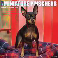 image Just Miniature Pinschers 2026 Wall Calendar Main Image