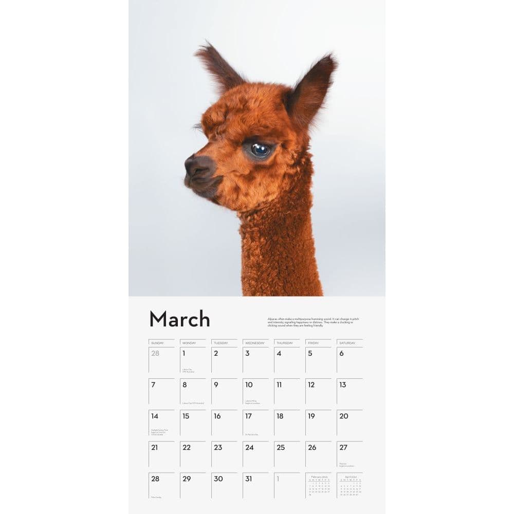 Alpaca Calendar 2022 I Heart Alpacas 2022 Wall Calendar - Calendars.com