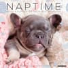 image Naptime Dogs 2025 Wall Calendar Main Product Image width=&quot;1000&quot; height=&quot;1000&quot;