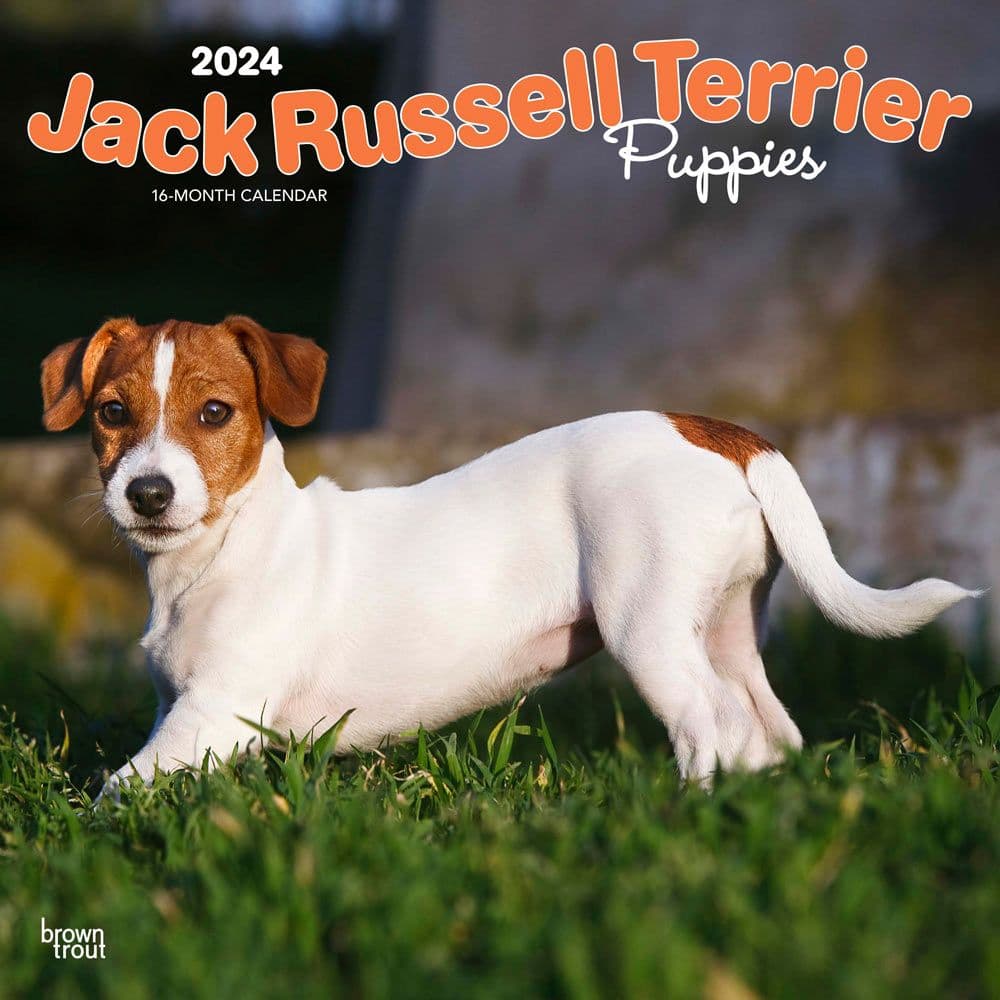 Jack Russell Terrier Puppies 2024 Wall Calendar Main Product Image width=&quot;1000&quot; height=&quot;1000&quot;