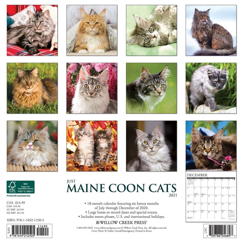 Maine coon cat originates from the north east essay image