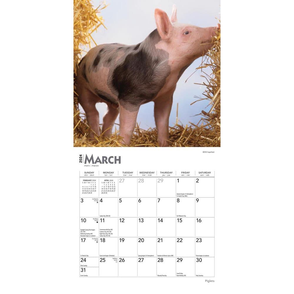 Piglets 2024 Mini Wall Calendar