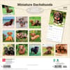 image Miniature Dachshunds 2027 Wall Calendar First Alternate Image