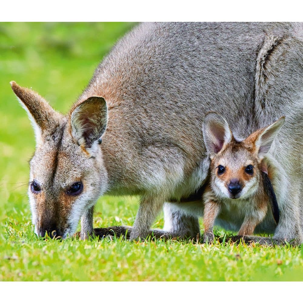 Baby Animals WWF 2025 Wall Calendar