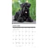 image Just Schnauzers 2026 Wall Calendar Second Alternate Image