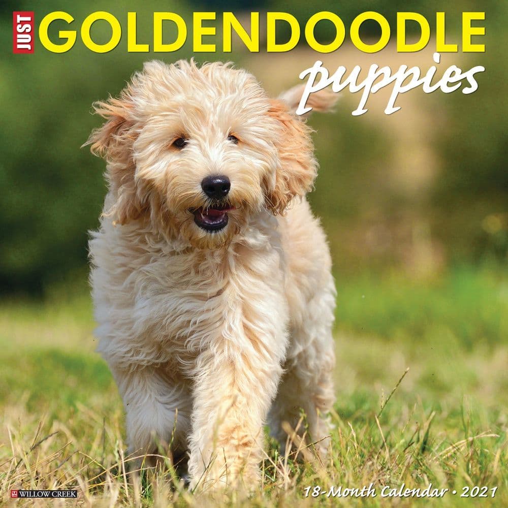 Just Goldendoodle Puppies Wall Calendar