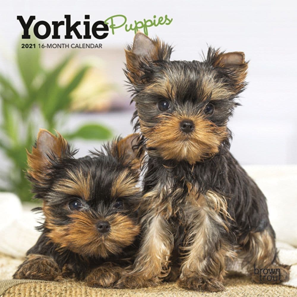 yorkie terrier puppy