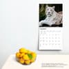 image White Tigers 2024 Wall Calendar Third Alternate Image width=&quot;1000&quot; height=&quot;1000&quot;