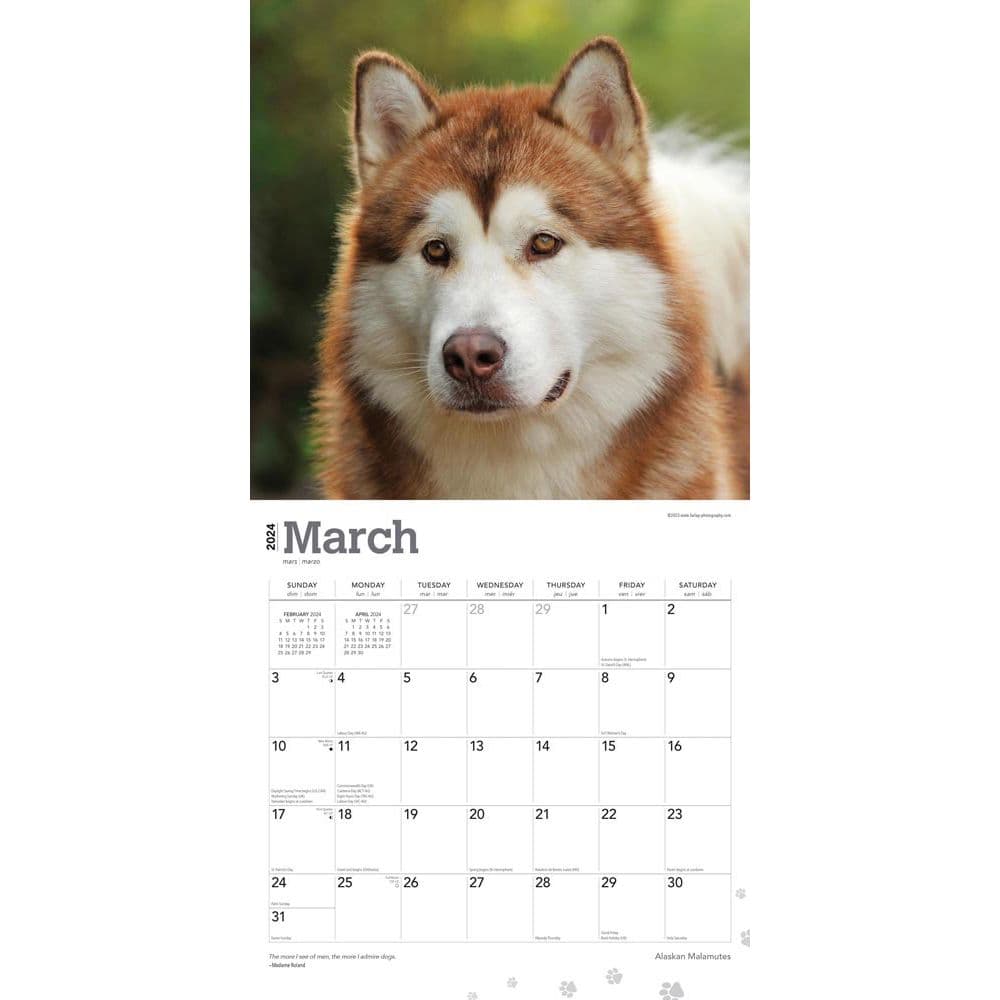 Alaskan Malamutes 2024 Wall Calendar